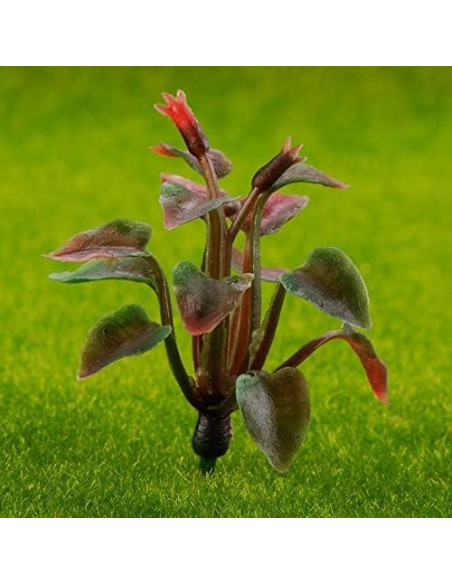 90 Plantas Miniatura Rileryan para Escenografía Jardín