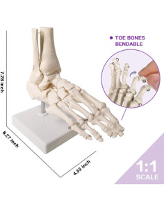 Modelo de Pie Humano Articulado EVOTECH 23x15.7 cm 2