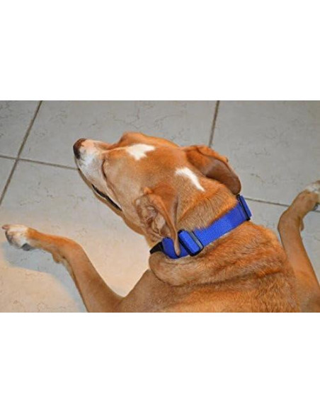 CollarSafe Collar para Perro Grande 3.8 cm Calaveras