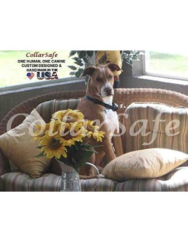 CollarSafe Collar para Perro Grande 3.8 cm Calaveras
