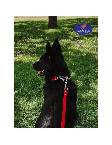 Collar Martingale Azul Regal Dog para Perros Pequeños - Biothane Impermeable