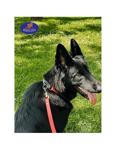 Collar Martingale Azul Regal Dog para Perros Pequeños - Biothane Impermeable