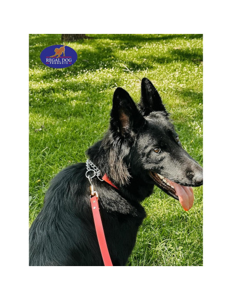 Collar Martingale Azul Regal Dog para Perros Pequeños - Biothane Impermeable