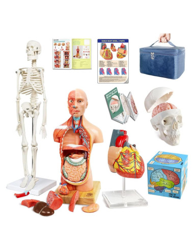 Conjunto de Modelos de Anatomía Humana EVOTECH 5 Piezas