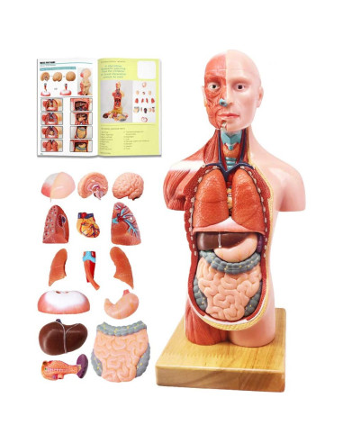 Conjunto de Modelos de Anatomía Humana EVOTECH 5 Piezas