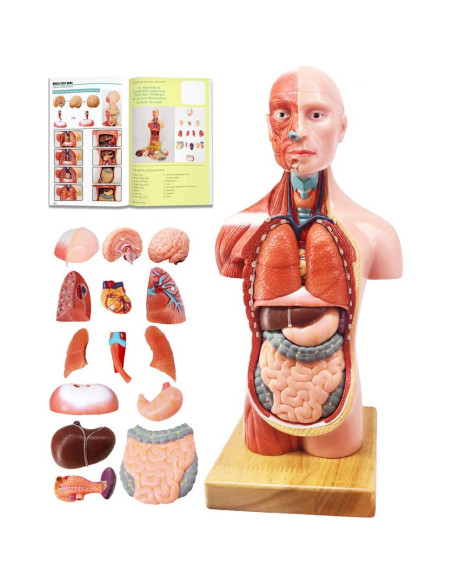 Conjunto de Modelos de Anatomía Humana EVOTECH 5 Piezas