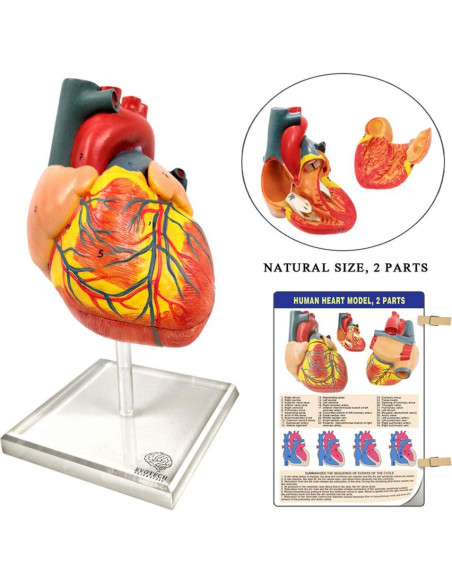 Conjunto de Modelos de Anatomía Humana EVOTECH 5 Piezas