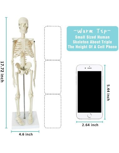 Conjunto de Modelos de Anatomía Humana EVOTECH 5 Piezas