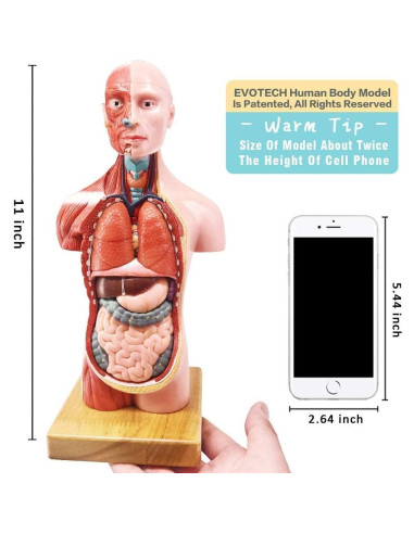 Conjunto de Modelos de Anatomía Humana EVOTECH 5 Piezas