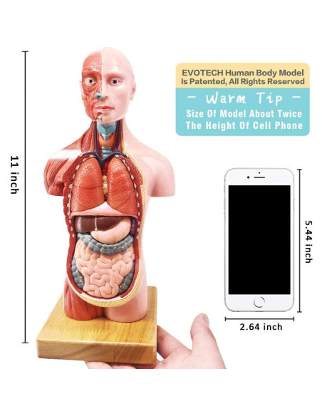 Conjunto de Modelos de Anatomía Humana EVOTECH 5 Piezas