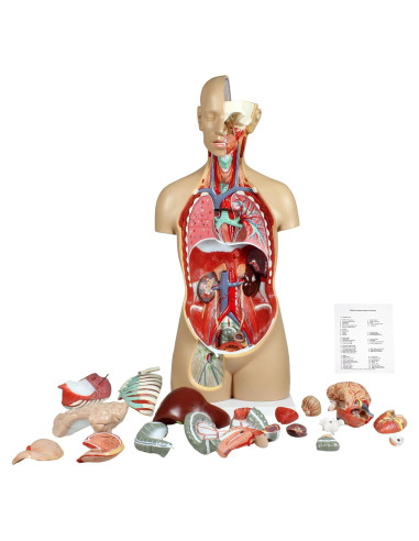 Torso Humano Parco Scientific 17 Piezas Removibles 11.24 kg