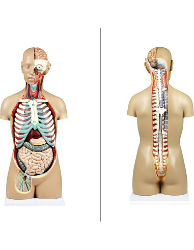 Torso Humano Parco Scientific 17 Piezas Removibles 11.24 kg