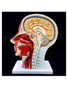 Modelo Anatómico de Cabeza Humana PVC 21.1x11.4x26.9 cm