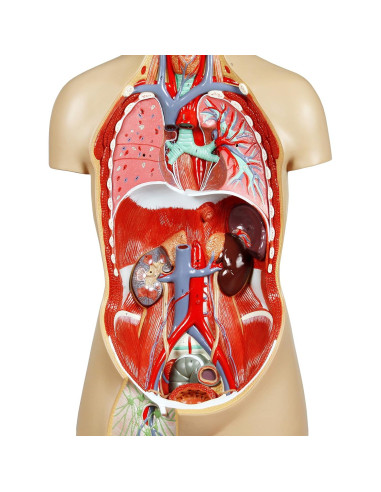 Torso Humano Parco Scientific 17 Piezas Removibles 11.24 kg