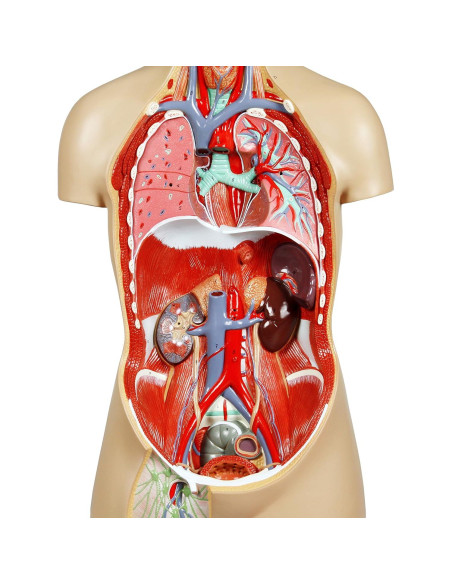 Torso Humano Parco Scientific 17 Piezas Removibles 11.24 kg