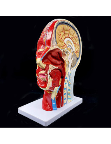 Modelo Anatómico de Cabeza Humana PVC 21.1x11.4x26.9 cm
