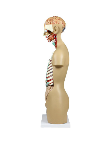 Torso Humano Parco Scientific 17 Piezas Removibles 11.24 kg