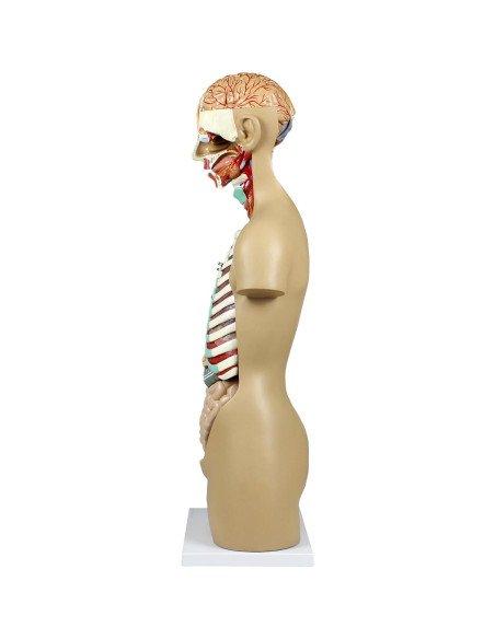 Torso Humano Parco Scientific 17 Piezas Removibles 11.24 kg