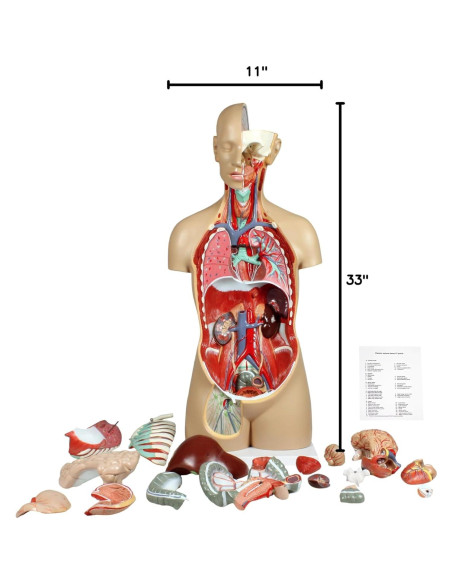 Torso Humano Parco Scientific 17 Piezas Removibles 11.24 kg