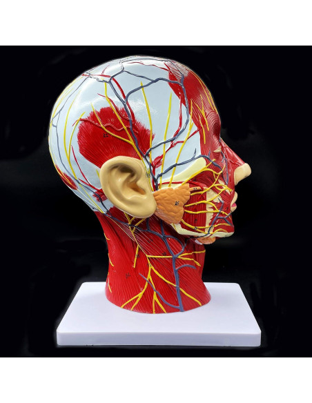 Modelo Anatómico de Cabeza Humana PVC 21.1x11.4x26.9 cm