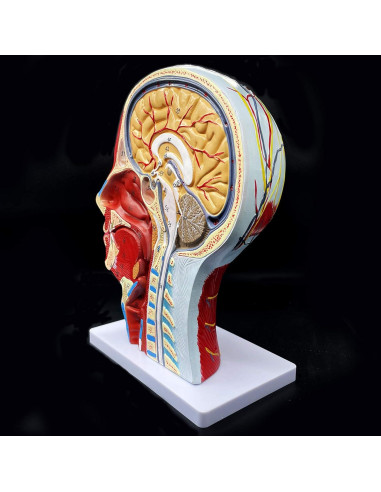 Modelo Anatómico de Cabeza Humana PVC 21.1x11.4x26.9 cm