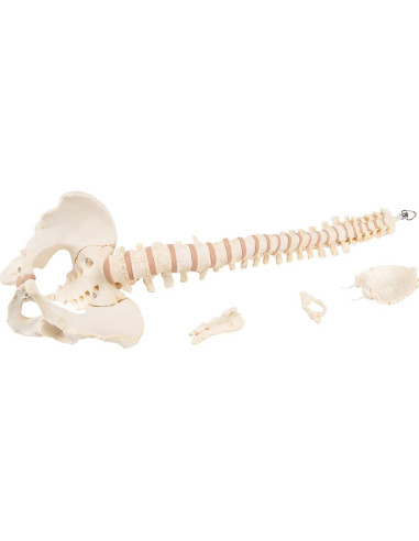 Columna Vertebral Anatómica 3B Scientific A794 Bonelike