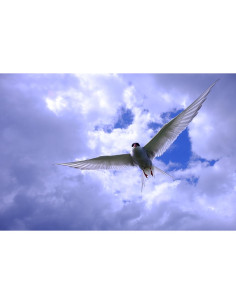 Lente Fujifilm Fujinon XF 18-135mm F3.5-5.6 OIS WR 2