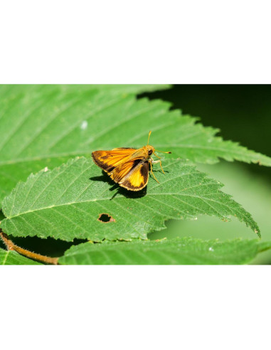 Lente Sigma 100-400mm f5-6.3 DG DN OS para Sony E - Telefoto