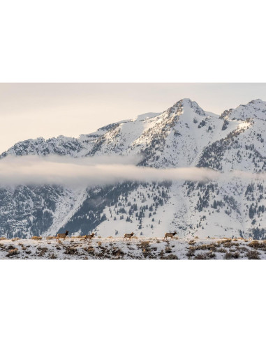 Lente Sigma 100-400mm f5-6.3 DG DN OS para Sony E - Telefoto