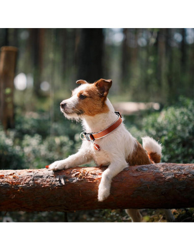 Rastreador GPS para Perros QDAN, Impermeable IP67, Sin Suscripción