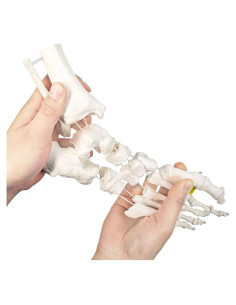 Modelo de Pie Anatómico Flexible Wellden Derecho 24.6x16.2cm