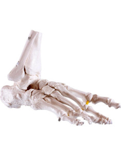 Modelo de Pie Anatómico Flexible Wellden Derecho 24.6x16.2cm 2