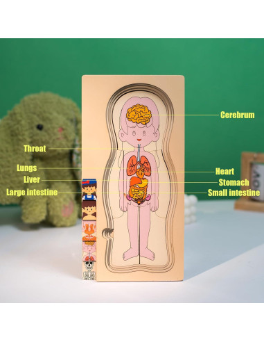 Rompecabezas de Anatomía Infantil de Madera Yunhe 5 Capas