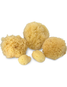Esponjas Marinas Naturales Constantia Beauty - Set de 5 Piezas 2