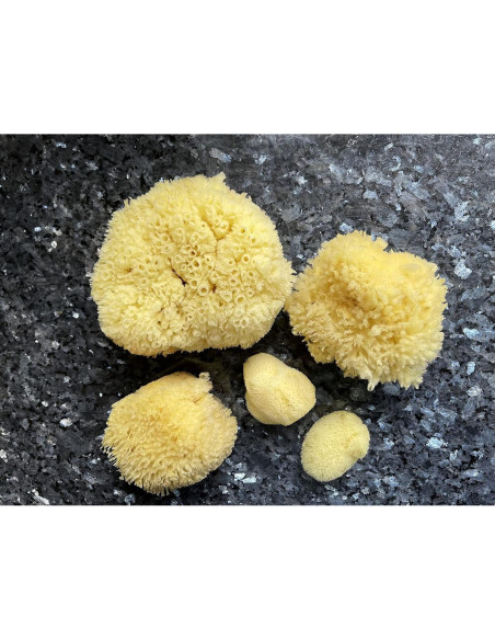 Esponjas Marinas Naturales Constantia Beauty - Set de 5 Piezas