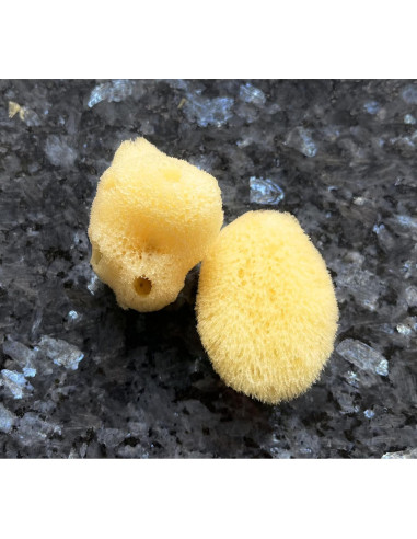 Esponjas Marinas Naturales Constantia Beauty - Set de 5 Piezas