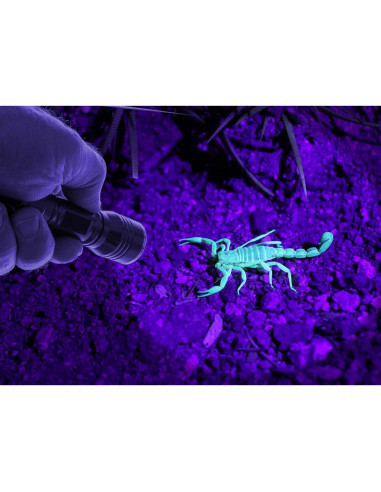 Linterna Frontal LED Blanca y Luz Negra SE ES-UV395-2