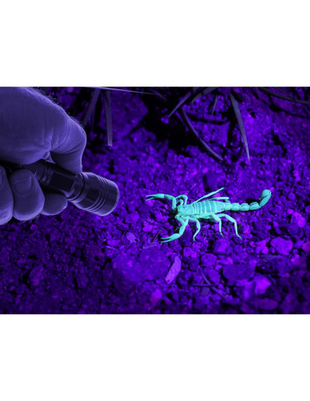 Linterna Frontal LED Blanca y Luz Negra SE ES-UV395-2 Linterna Frontal LED Blanca y Luz Negra SE ES-UV395-2