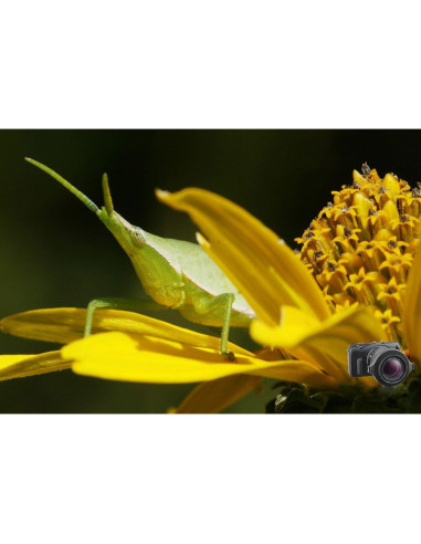 Lente Macro Raynox DCR-150 para Fotografía Digital