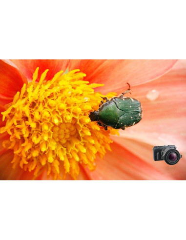 Lente Macro Raynox DCR-150 para Fotografía Digital