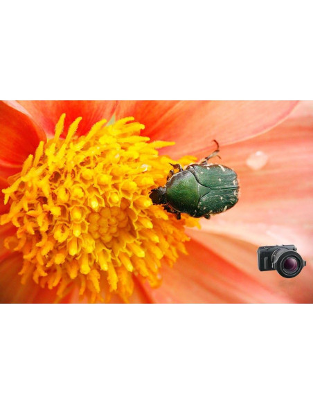 Lente Macro Raynox DCR-150 para Fotografía Digital