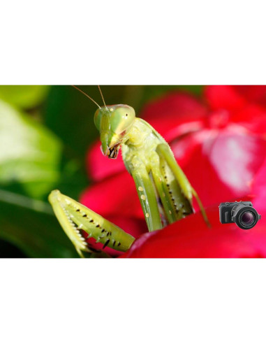 Lente Macro Raynox DCR-150 para Fotografía Digital