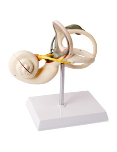 Modelo de Oído Interno Benilev 8X 2 Partes para Estudio Médico