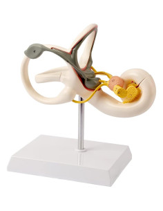 Modelo de Oído Interno Benilev 8X 2 Partes para Estudio Médico 2