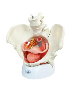 Modelo Anatómico de Pelvis Femenina Wellden 6 Partes 1.65kg