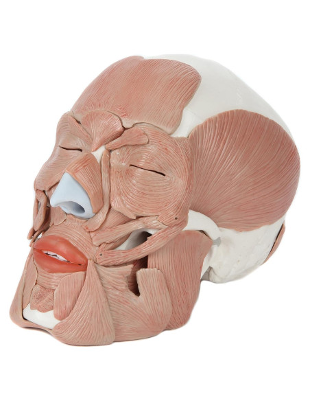 Modelo de Cráneo Humano Anatómico Axis Scientific 37 Piezas