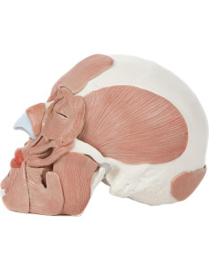 Modelo de Cráneo Humano Anatómico Axis Scientific 37 Piezas 2