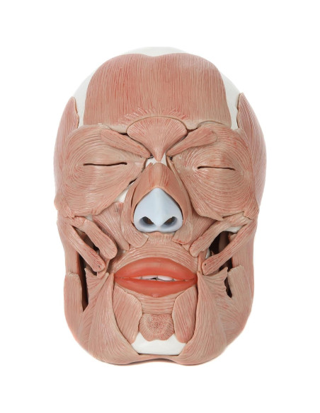 Modelo de Cráneo Humano Anatómico Axis Scientific 37 Piezas