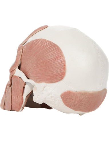 Modelo de Cráneo Humano Anatómico Axis Scientific 37 Piezas