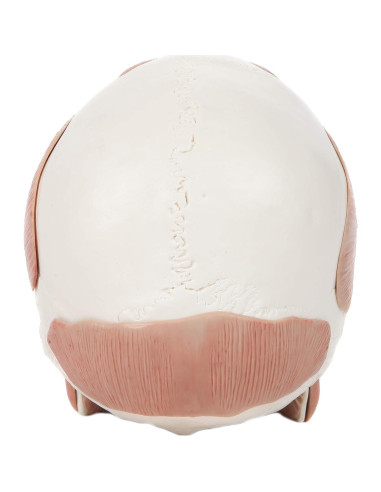 Modelo de Cráneo Humano Anatómico Axis Scientific 37 Piezas